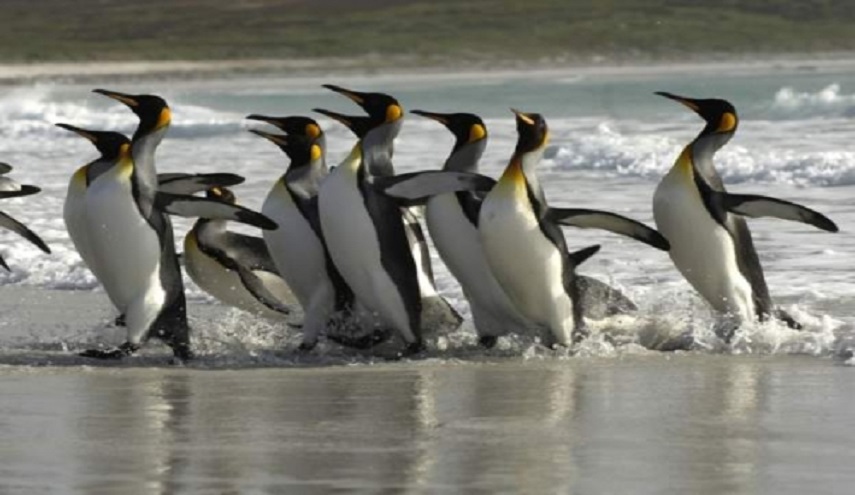  بطاريق تظهر للمرة الأولى في هذه الدولة العربية!