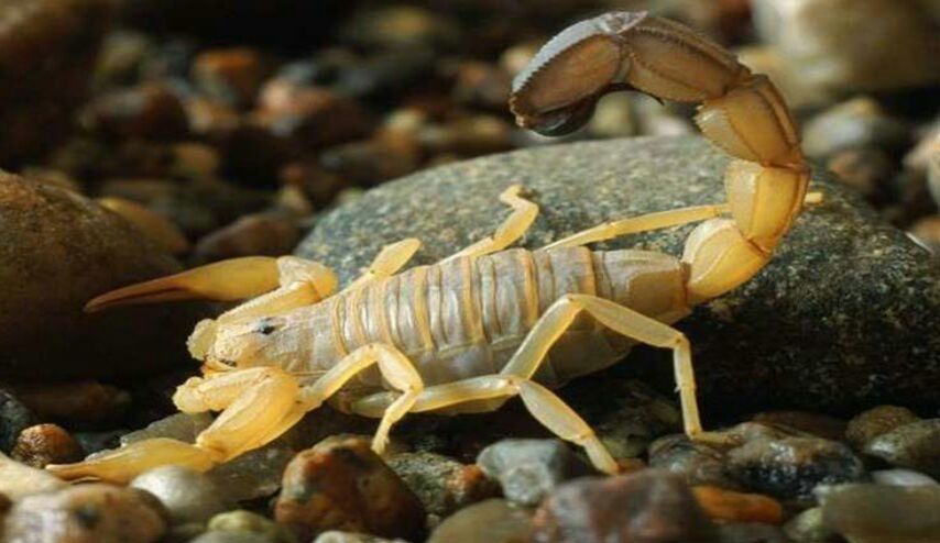 سم العقرب يشفي من مرض لا دواء له!