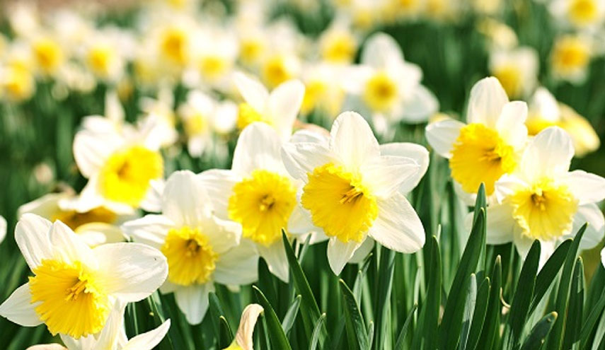 نبات النرجس البري يساعد في مكافحة مرض خطير