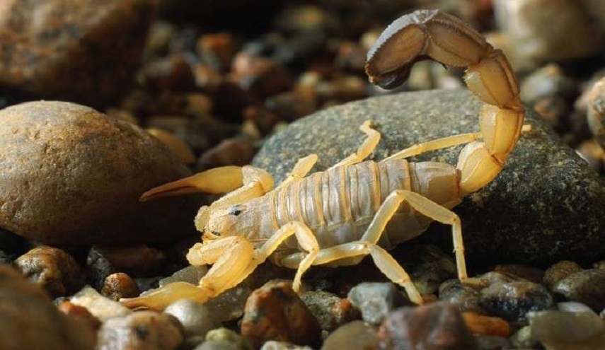  سم العقرب يشفي من مرض لا دواء له! 