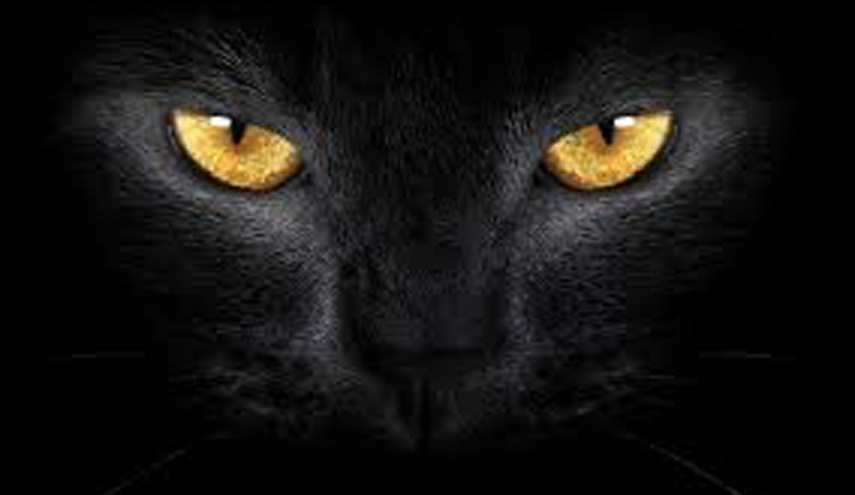 أساطير صنعها التاريخ.. القط الأسود يجلب الحظ لليابانيين ويرافق الساحرات في العصور الوسطى