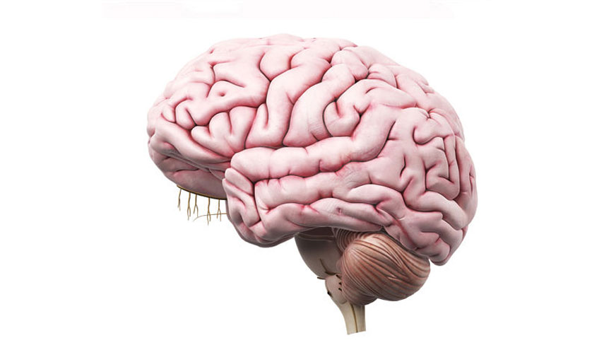 مفاجأة.. الدماغ يتوقف عن إنتاج خلايا الذاكرة في سن 13