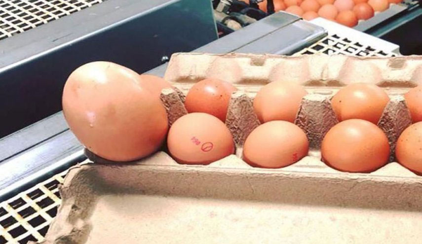 مزارع يعثر على بيضة كبيرة..فتحها وكانت المفاجأة!