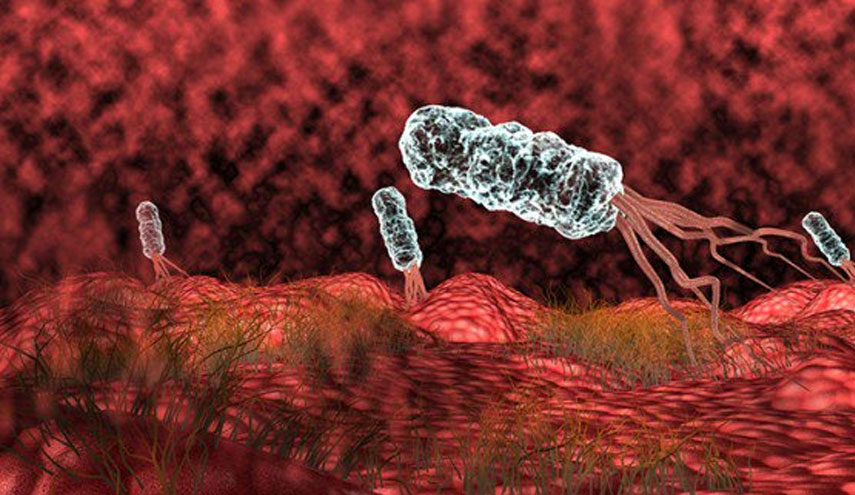 أبرز المعلومات عن "الجرثومة الحلزونية" التي تُسبب "سرطان المعدة"