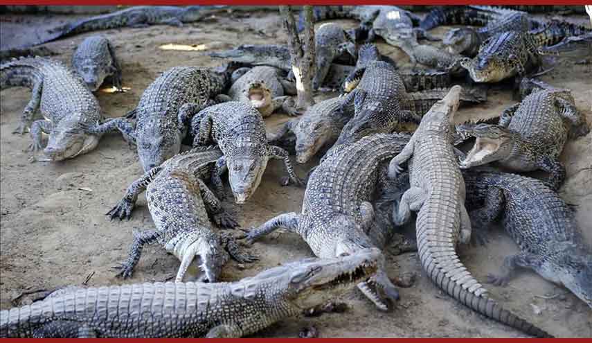 التماسيح تغزو بلدة استرالية بعد انحسار مياه الفيضانات!