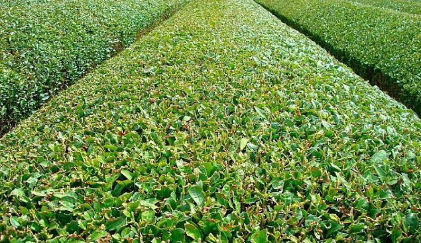 الكشف عن مزرعة شاي للعراق في فيتنام مجهولة الإدارة والوارد!