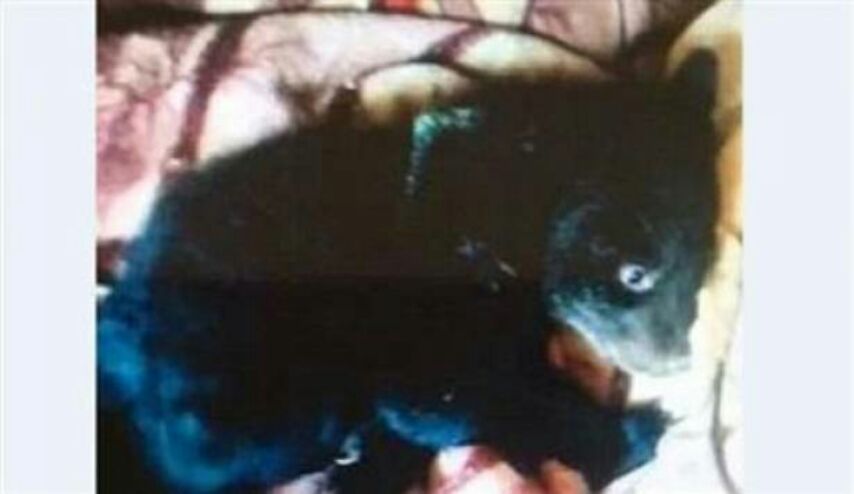 ظنّ أنه يربّي كلباً.. إلى أن اكتشف الحقيقة المروّعة