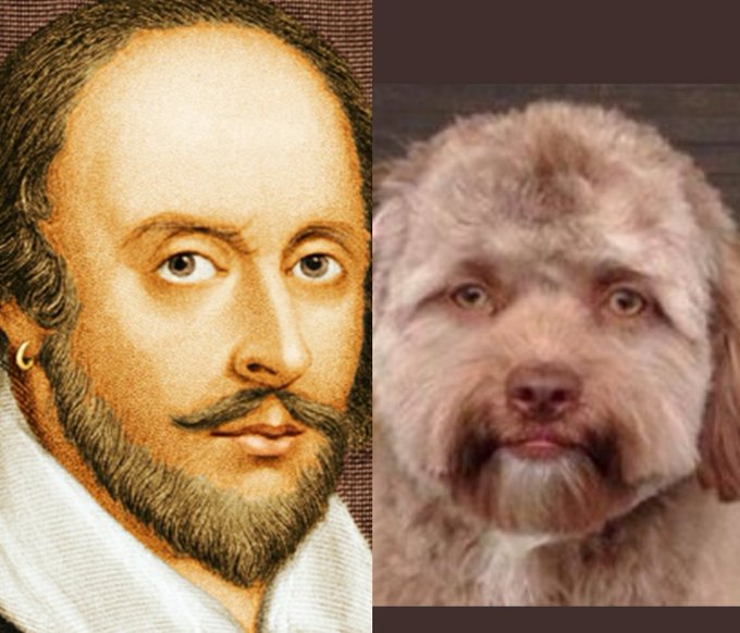 بالصور.. كلاب بملامح إنسان