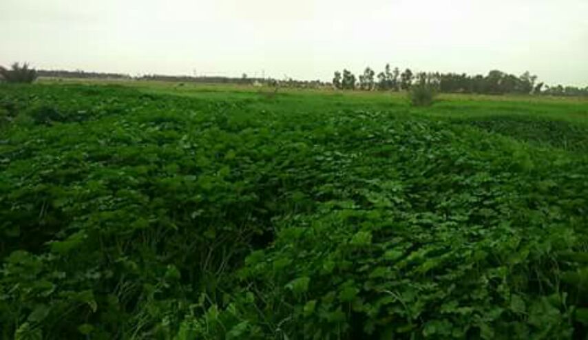 بالصور.. "الخباز" يغزو الحدود العراقية الايرانية