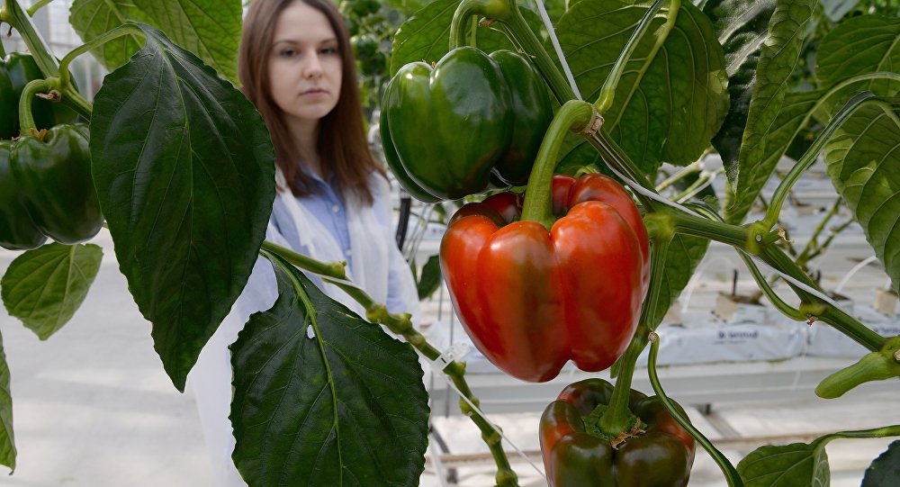 فلفل "القوة المصرية" بأيد روسية؟!