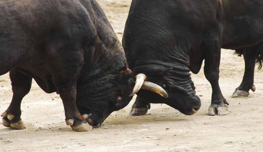 ايران… وثيران!