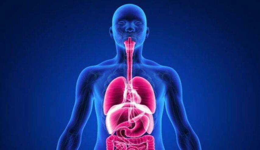 اكتشاف عضو جديد في جسم الإنسان.. هذه وظيفته!