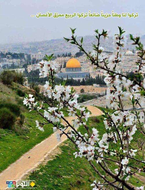 فلسطين.. وطن ممزق الأغصان