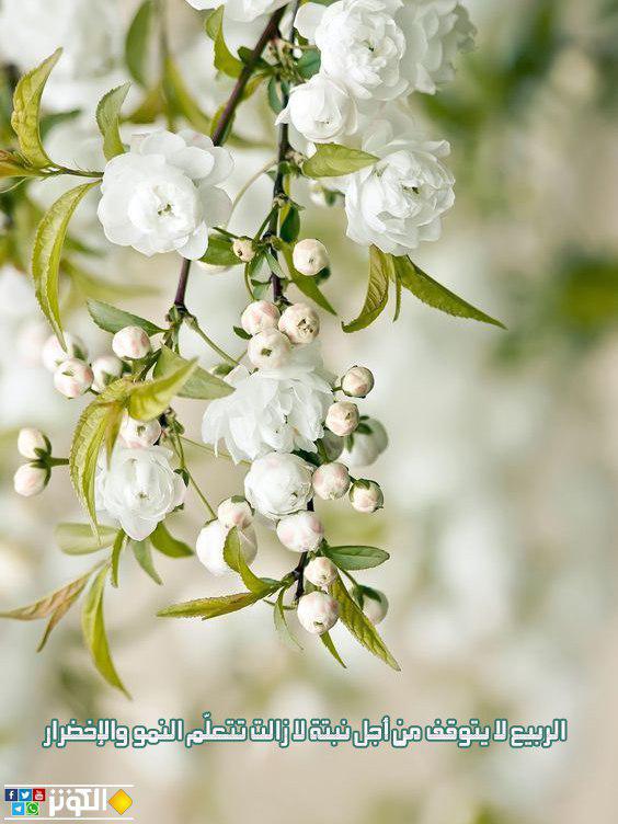 الربيع لا يتوقف من أجل نبتة