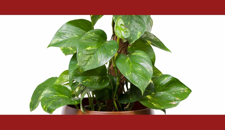 لا تستعجل بشراء جهاز لتنقية الهواء.. الحل في هذه النبتة؟