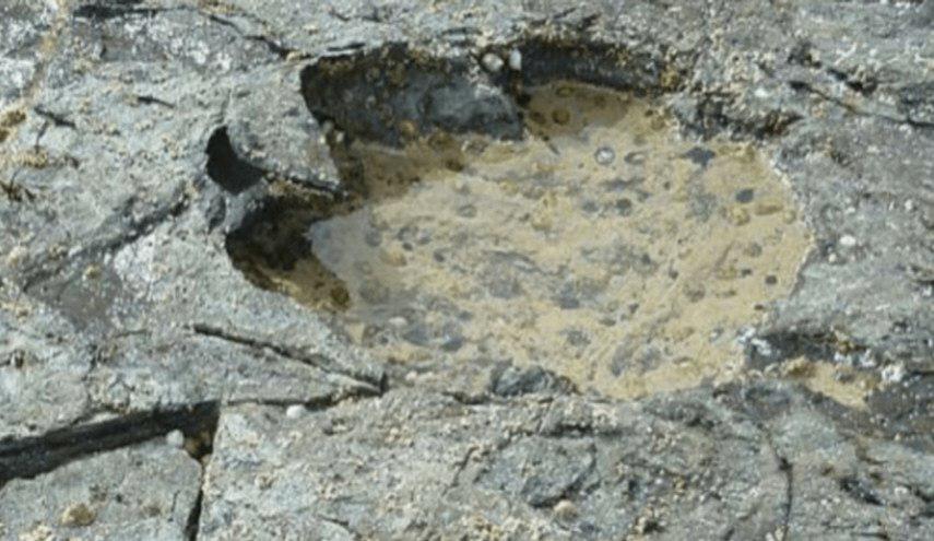 اكتشاف آثار أضخم حيوان بتاريخ الأرض