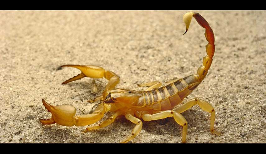 حملات صيد واسعة للعقارب في العراق لبيع كل 100 منها بـ2500 دولار