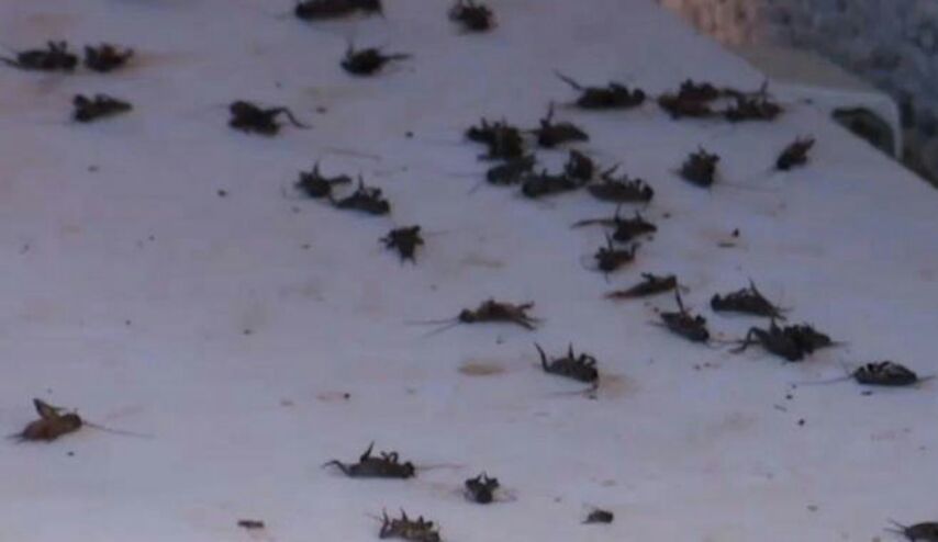 بالصور.. جيوش الخنافس تهاجم مناطق بصلاح الدين