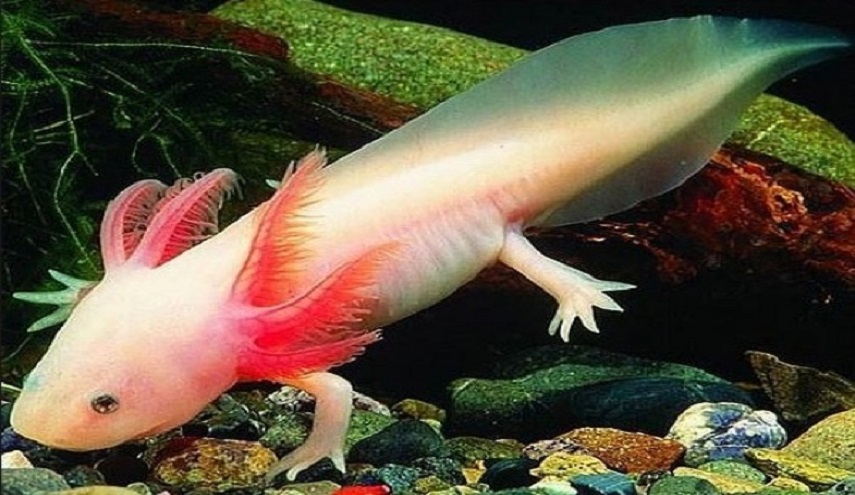  أمل جديد لعلاج الشلل.. و السر يكمن بهذا الحيوان!!