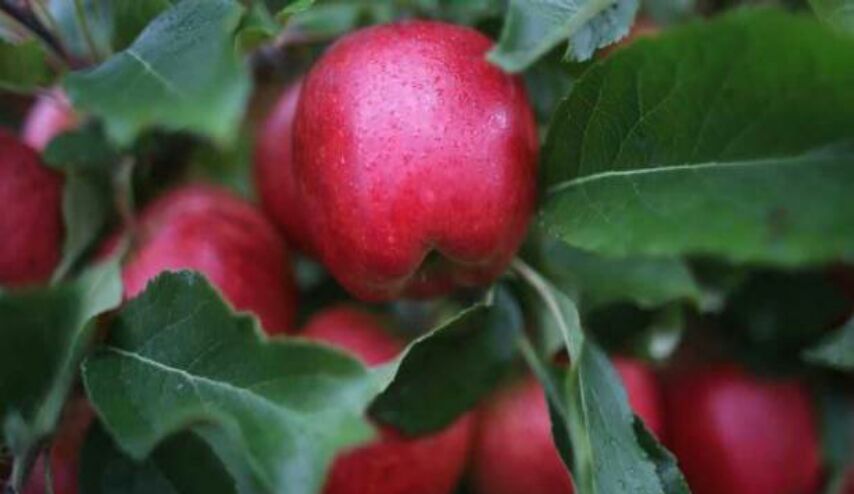 تفاحة عادية يصل سعرها الى 500 دولار..اليكم السببّ!