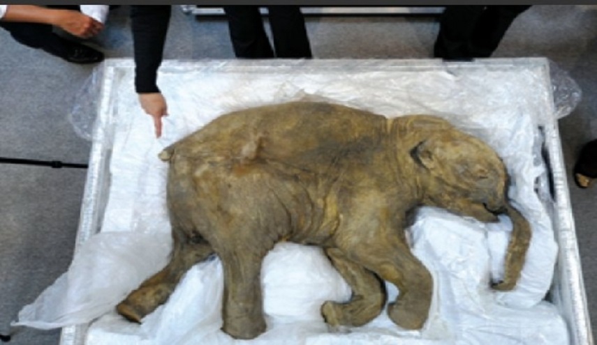  العثور على حفريات لفيل تعود لما قبل التاريخ