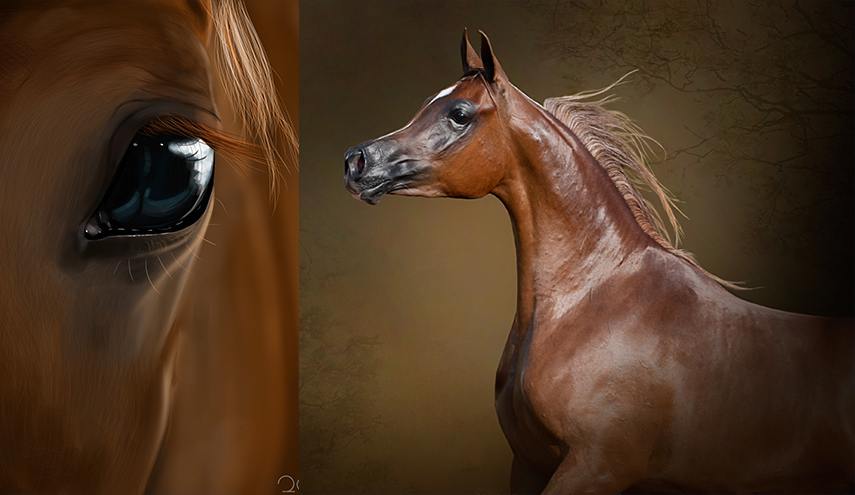 الخيول.. قدرات بصرية خارقة!