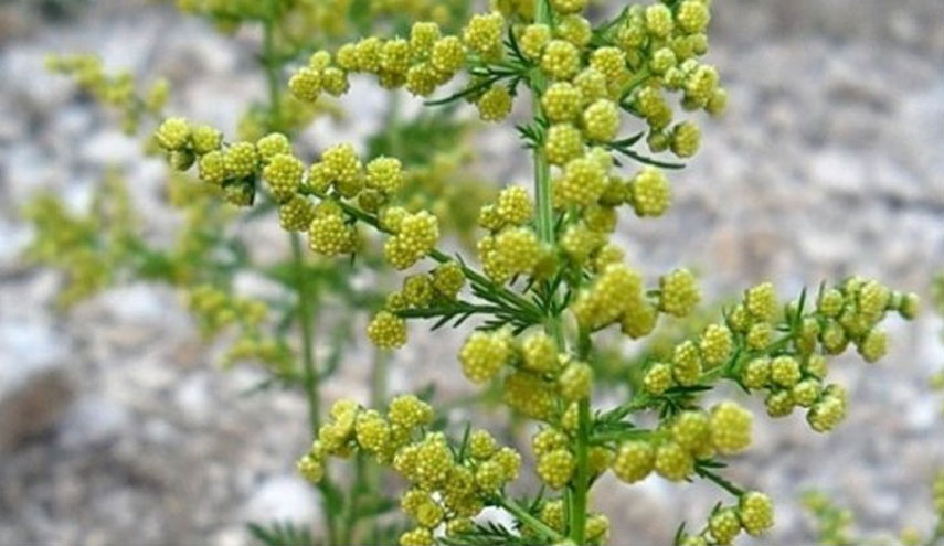 اكتشاف نبتة تعالج أكثر الأمراض خطورة..