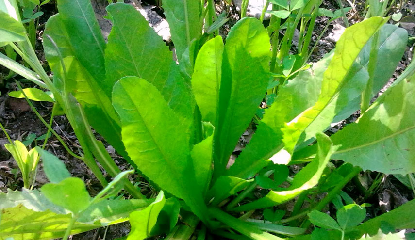 تخلص من السموم وتحكم فى الالتهاب بأوراق الهندباء!