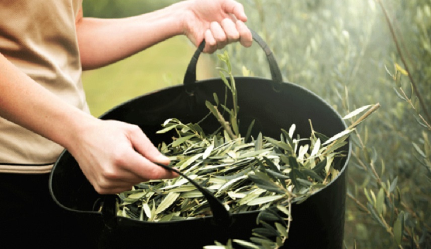 ورق الزيتون يقيكم من هذه الامراض الخطيرة!!