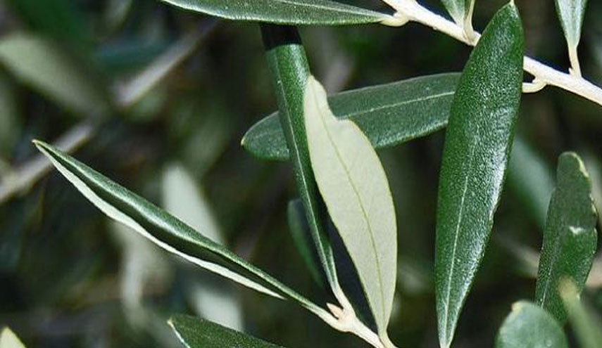 قولوا وداعاً لنزيف الدماغ والسكري والضغط والزهايمر بهذه الطريقة..