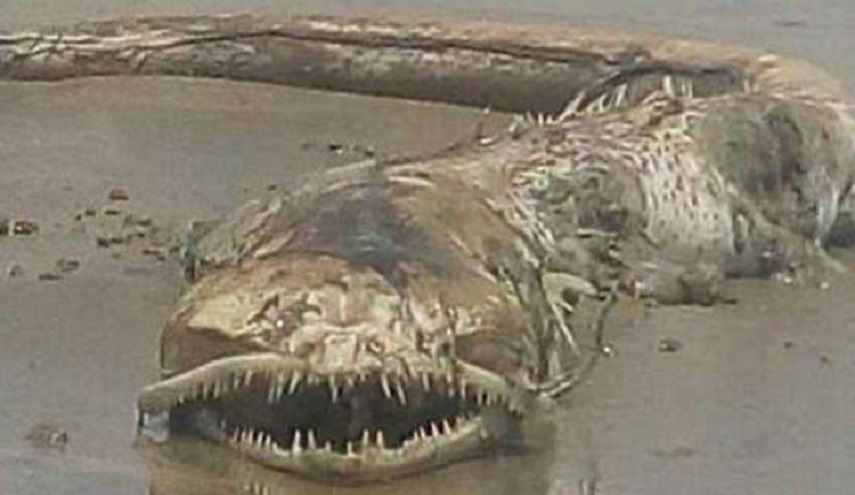 شاهد بالصور.. ظهور مخلوق بحري غريب على شواطئ المكسيك 