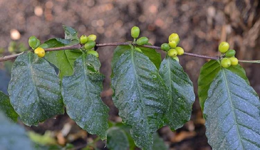 العلماء يكتشفون الشراب الأكثر فائدة للإنسان