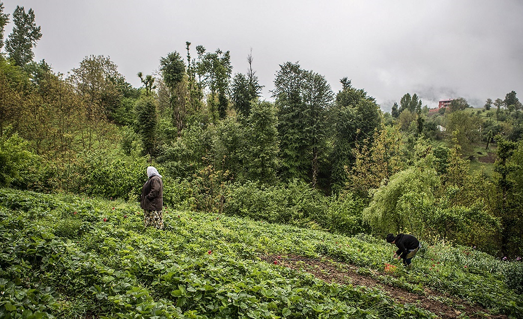 بالصور.. موسم قطف الفراولة في غيلان