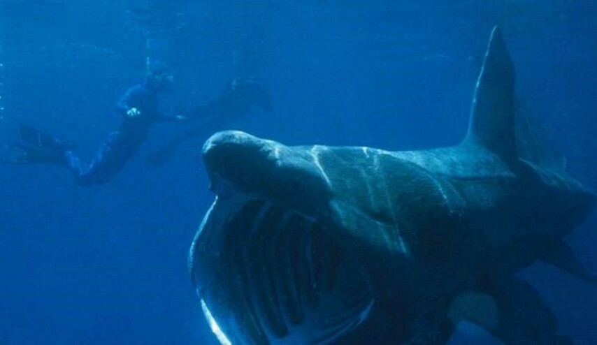 ما سر ظهور هذا الحيوان العجيب في مصر ؟