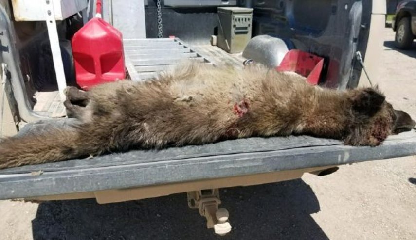 شاهد.. مخلوق غريب عجيب يحير خبراء الحياة البرية!! 