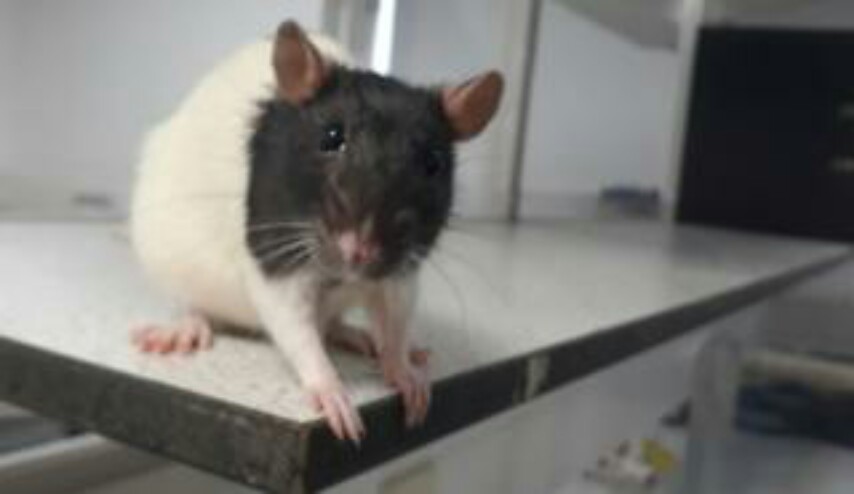 تجربة علاج جيني تحيي آمال شفاء مشلولي الأطراف الأمامية