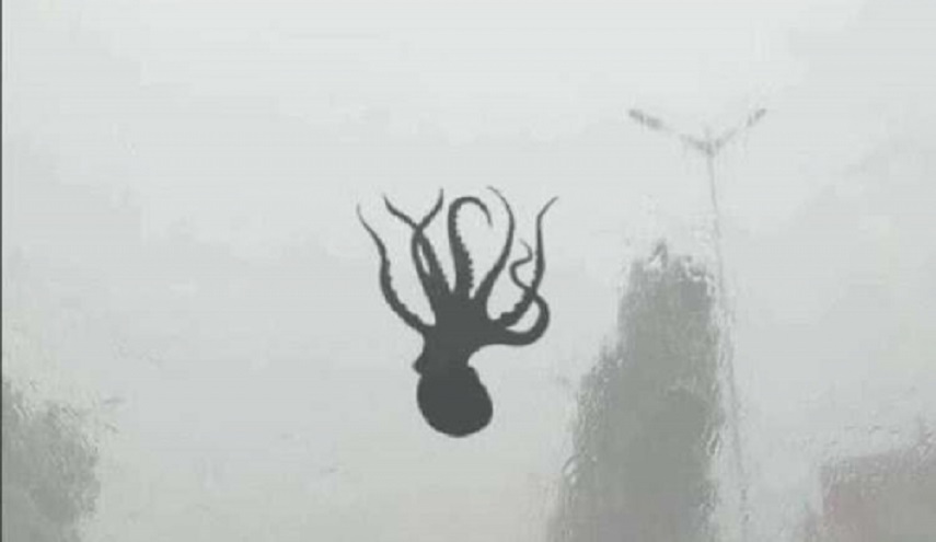 شاهد.. سماء الصين تمطر اخطبوطات ونجوم بحرية!