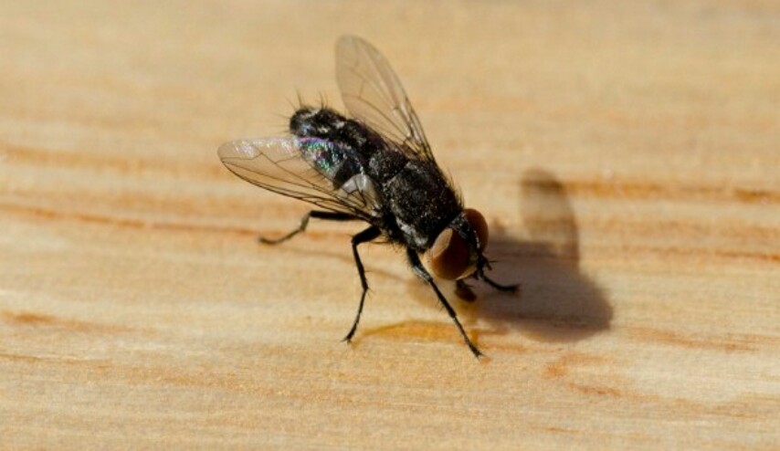 لماذا تشاهد الذباب يفرك يديه؟