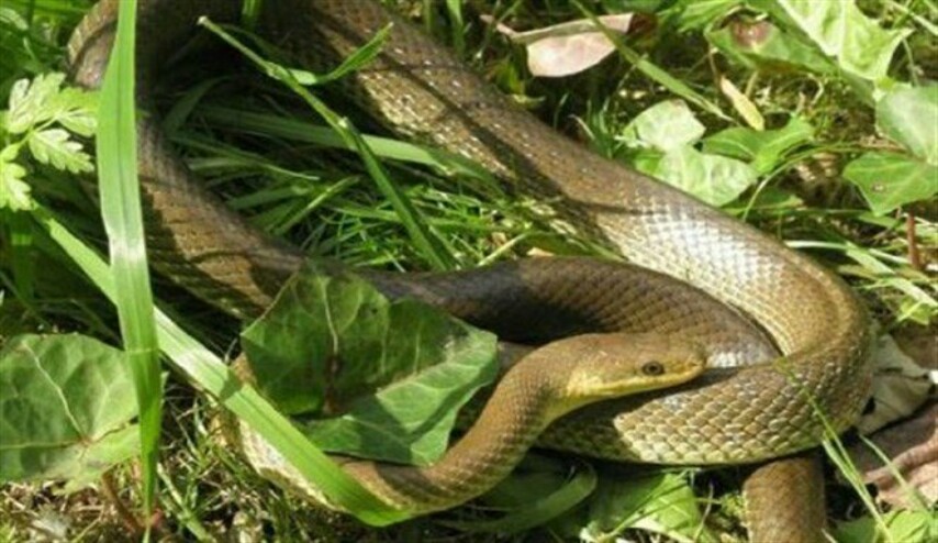 كيف تتصرف إذا لدغك ثعبان ؟