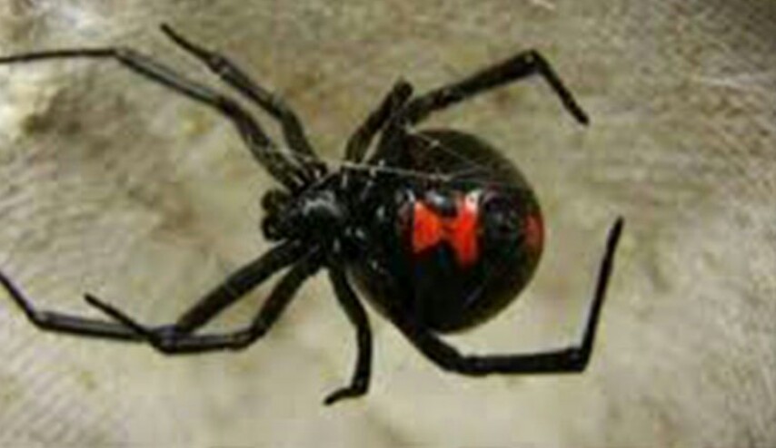 بالصورة.. عناكب لديها شعر طويل وبحجم الفأر في العراق