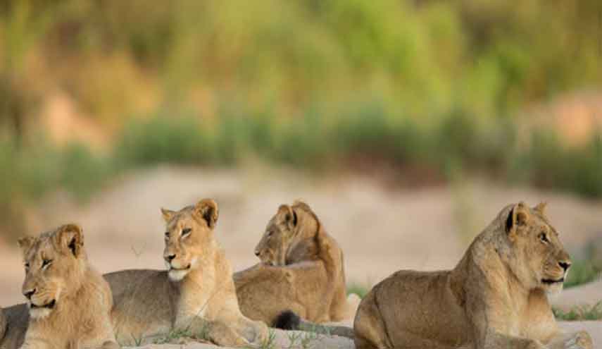 الطمع قاتل.. أرادوا الربح بقرون الحيوانات لكن...!