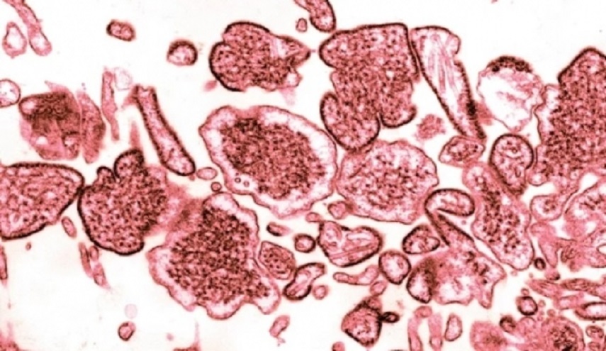 بعد الحمى النزفية..  الحكومة  تكشف حقيقة فايروس شديد العدوى  يضرب العراق