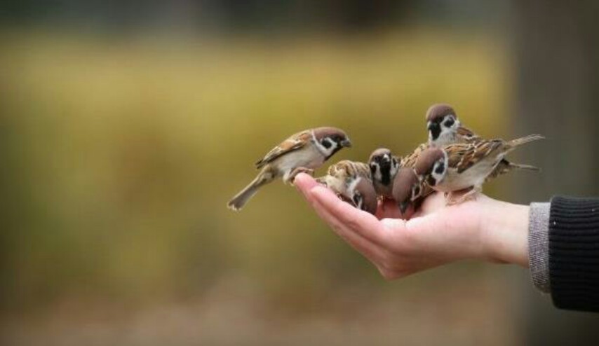 لكل من يبحث عن لبن العصفور، فهو حقيقة وليس خيالًا!