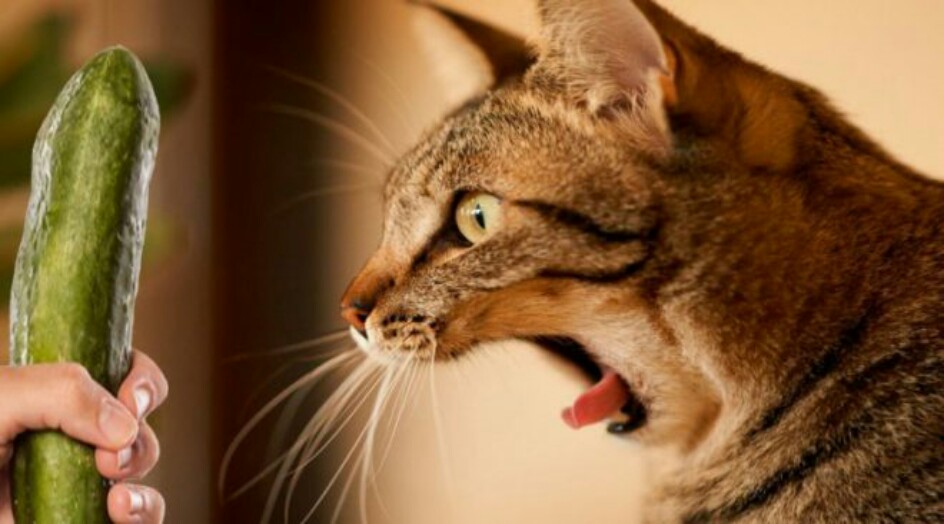 لهذه الأسباب تخاف القطط من الخيار؟!