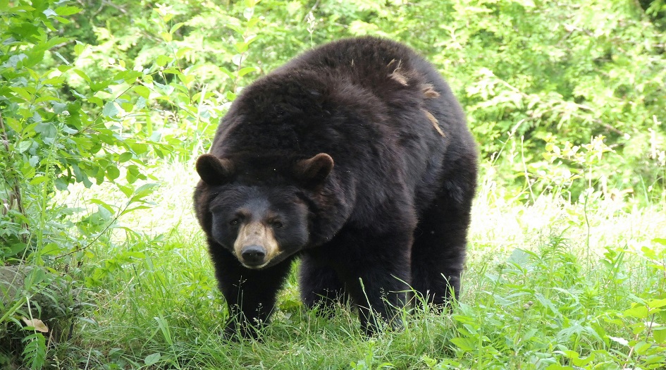 اشتباك بالأيدي والقوائم بين ياباني ودبّة ينتهي بنجاة الأول