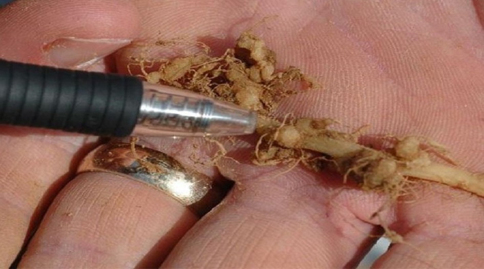  كائنات من عصر الديناصورات، تعود الى الحياة مجددا 