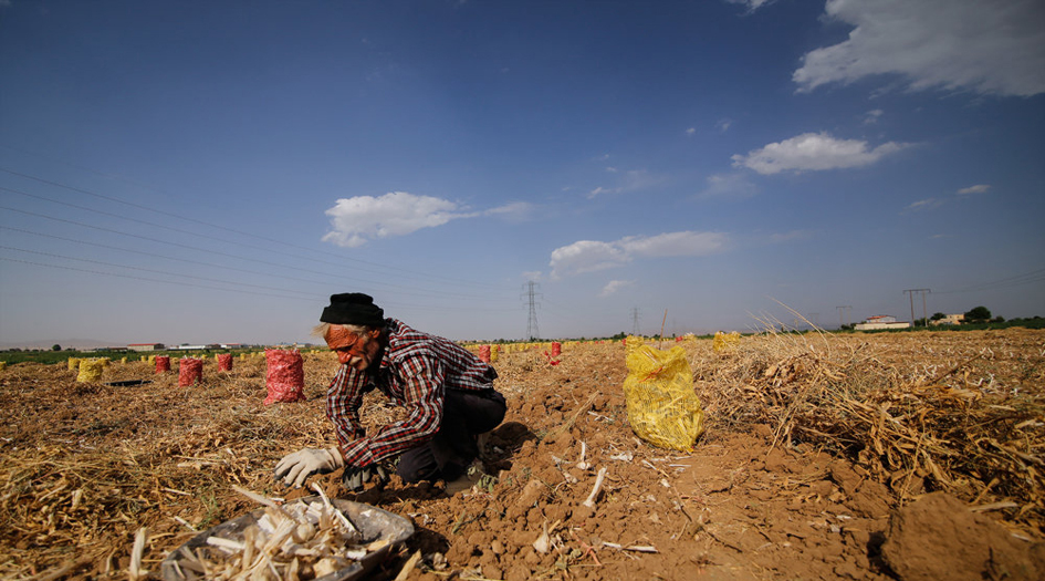 بالصور.. قطف ثمار الثوم في مزارع همدان
