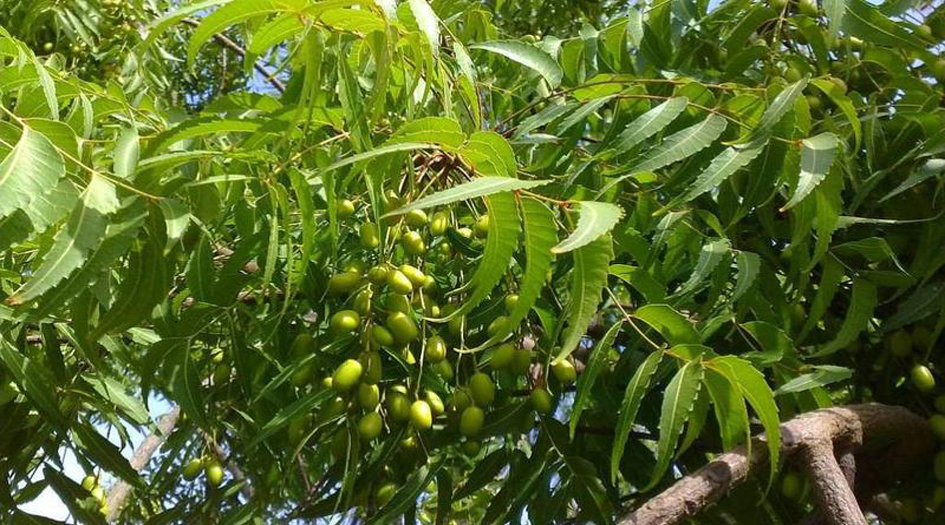خبر سار.. علاج السرطان بثمرة ما هي؟