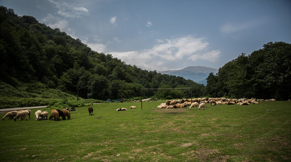 غابات مازندران البكر