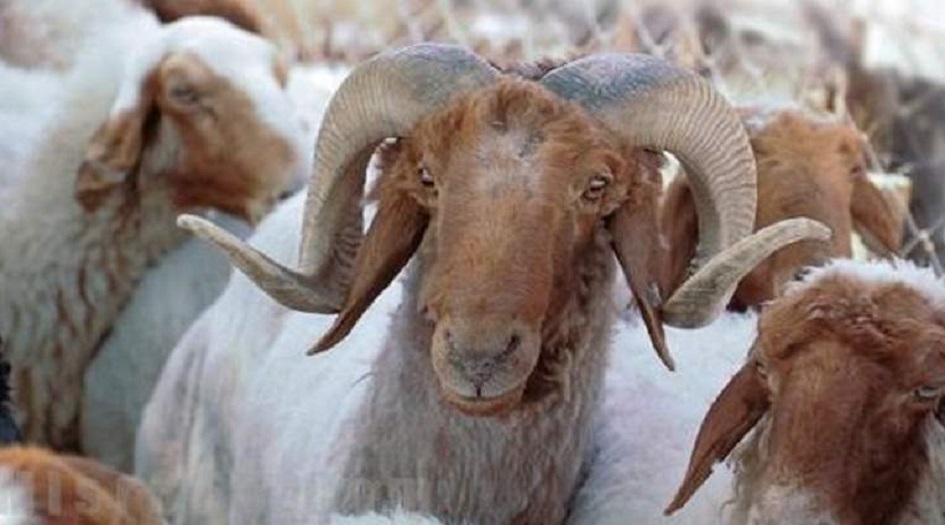 الاضحية... احكام الاضحية.. أسئلة فقهية حول الأضحية.. دعاء الأضحية عند الذبح 